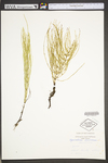 Equisetum arvense