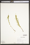 Equisetum arvense