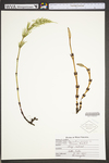 Equisetum arvense