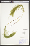 Equisetum arvense
