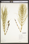 Equisetum arvense