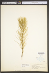 Equisetum arvense