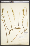 Equisetum arvense