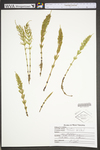 Equisetum arvense
