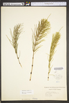 Equisetum arvense