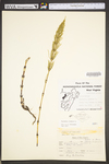 Equisetum arvense