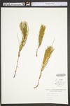 Equisetum arvense