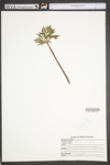 Equisetum arvense