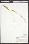 Equisetum arvense