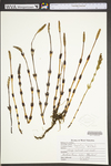 Equisetum arvense