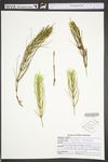 Equisetum arvense