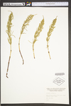 Equisetum arvense