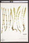Equisetum arvense