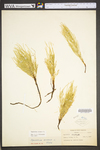 Equisetum arvense
