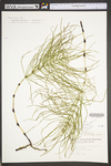 Equisetum arvense