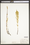 Equisetum arvense