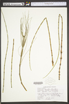 Equisetum fluviatile