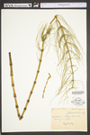 Equisetum fluviatile