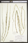 Equisetum fluviatile