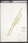 Equisetum fluviatile