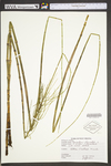 Equisetum fluviatile