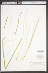 Equisetum fluviatile