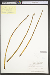 Equisetum hyemale var. affine