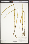 Equisetum hyemale var. affine