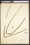 Equisetum hyemale var. affine
