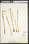 Equisetum hyemale var. affine