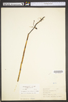 Equisetum hyemale var. affine