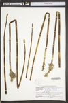 Equisetum hyemale var. affine