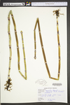 Equisetum hyemale var. affine