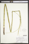 Equisetum hyemale var. affine