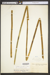 Equisetum hyemale var. affine