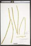 Equisetum hyemale var. affine