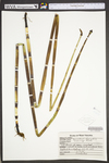 Equisetum hyemale var. affine
