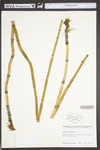 Equisetum hyemale var. affine