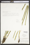 Equisetum hyemale var. affine
