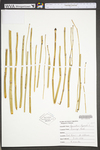 Equisetum hyemale var. affine