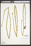 Equisetum hyemale var. affine