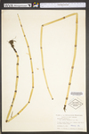 Equisetum hyemale var. affine