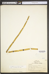 Equisetum hyemale var. affine