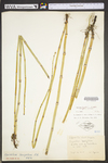 Equisetum hyemale var. affine