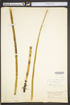 Equisetum hyemale var. affine