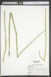 Equisetum hyemale var. affine