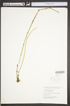 Equisetum hyemale var. affine