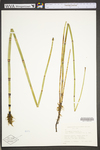 Equisetum hyemale var. affine