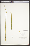 Equisetum hyemale var. affine