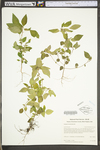 Acalypha rhomboidea